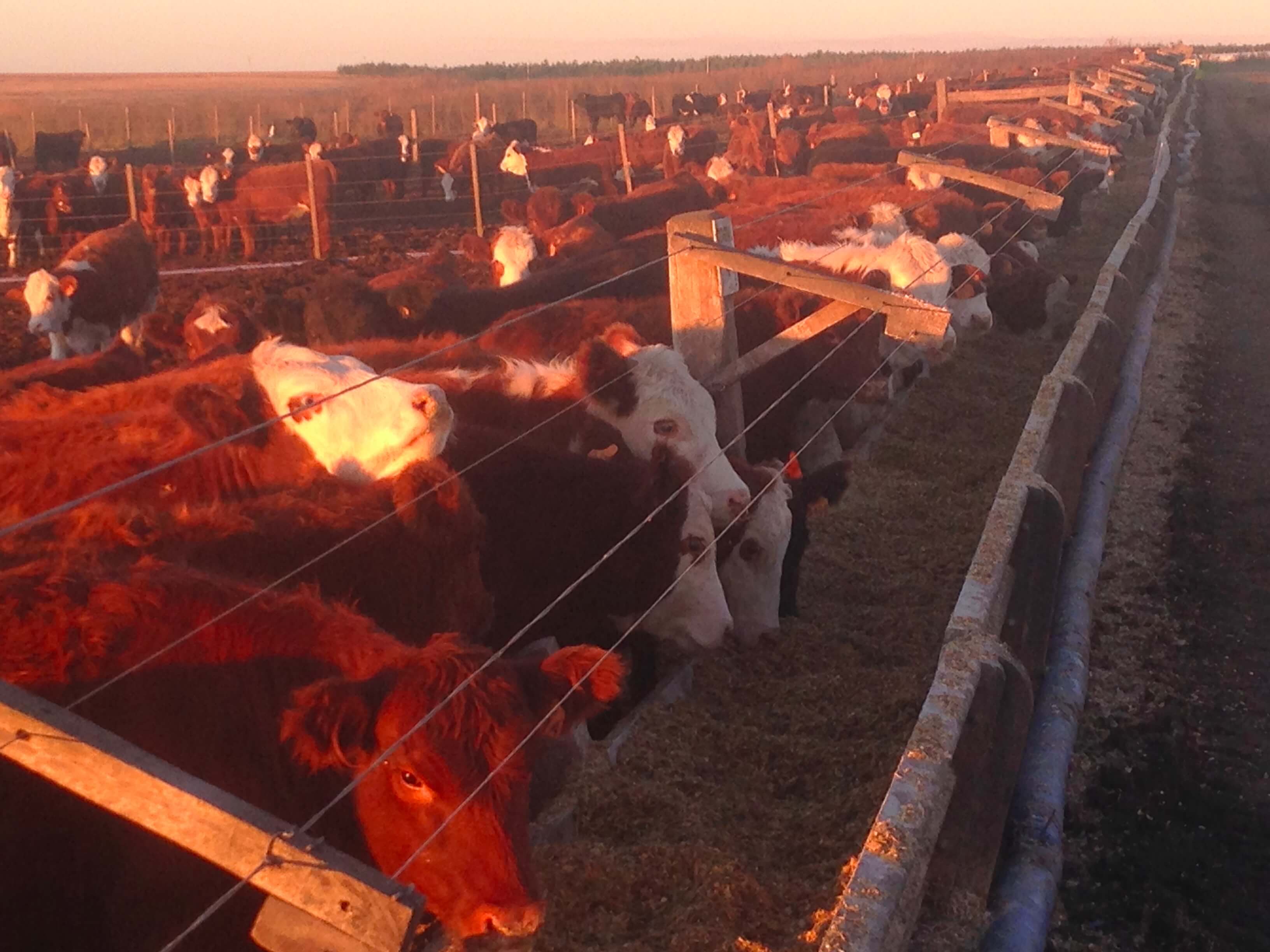 Vacas